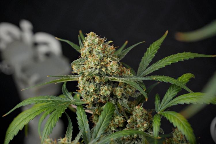 Pink Rosay Auto By Zamnesia Pheno A. Week 13 - Pink Rosay Auto Pheno A