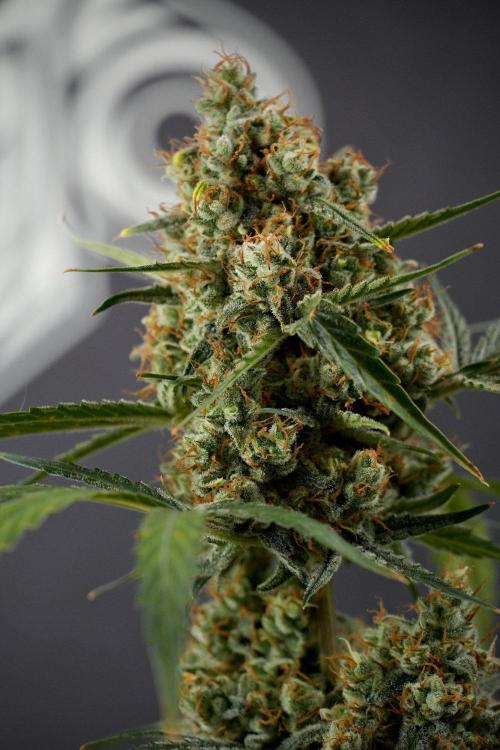 Pink Rosay Auto By Zamnesia Pheno A. Week 13 - Pink Rosay Auto Pheno A