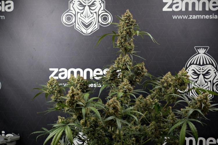 Pink Rosay Auto By Zamnesia Pheno A. Week 13 - Pink Rosay Auto Pheno A