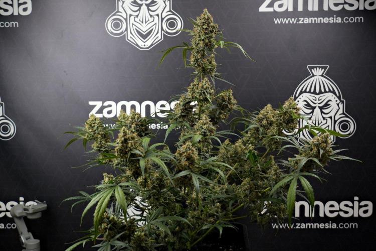 Pink Rosay Auto By Zamnesia Pheno A. Week 13 - Pink Rosay Auto Pheno A