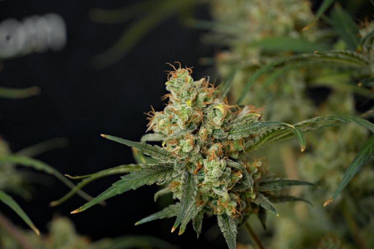 Pink Rosay Auto By Zamnesia Pheno A. Week 13 - Pink Rosay Auto Pheno A