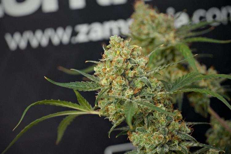 Pink Rosay Auto By Zamnesia Pheno A. Week 13 - Pink Rosay Auto Pheno A