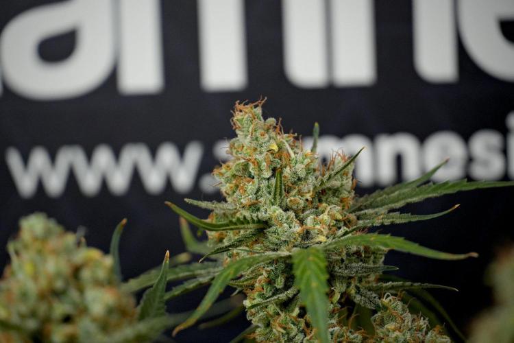 Pink Rosay Auto By Zamnesia Pheno A. Week 13 - Pink Rosay Auto Pheno A