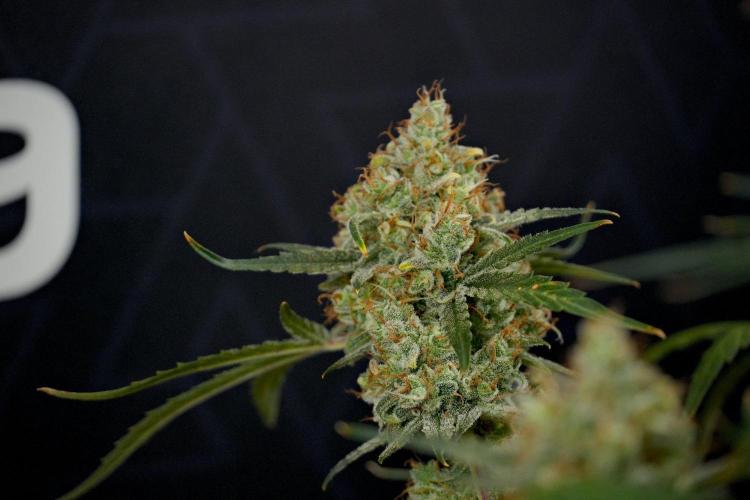 Pink Rosay Auto By Zamnesia Pheno A. Week 13 - Pink Rosay Auto Pheno A