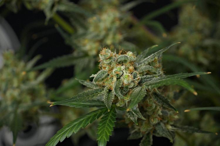 Pink Rosay Auto By Zamnesia Pheno A. Week 13 - Pink Rosay Auto Pheno A