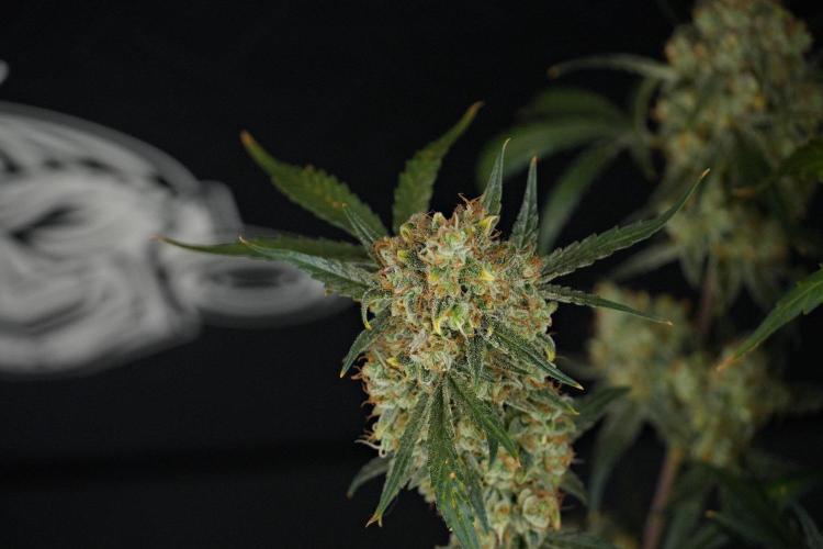 Pink Rosay Auto By Zamnesia Pheno A. Week 13 - Pink Rosay Auto Pheno A