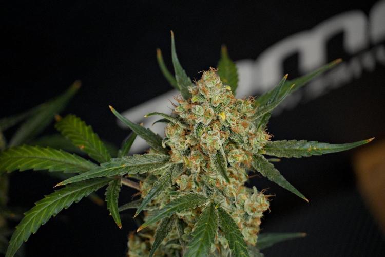 Pink Rosay Auto By Zamnesia Pheno A. Week 13 - Pink Rosay Auto Pheno A