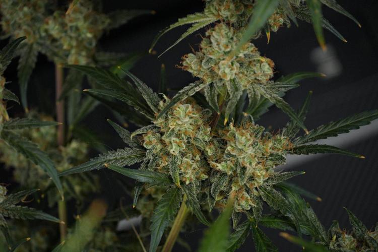 Pink Rosay Auto By Zamnesia Pheno A. Week 13 - Pink Rosay Auto Pheno A
