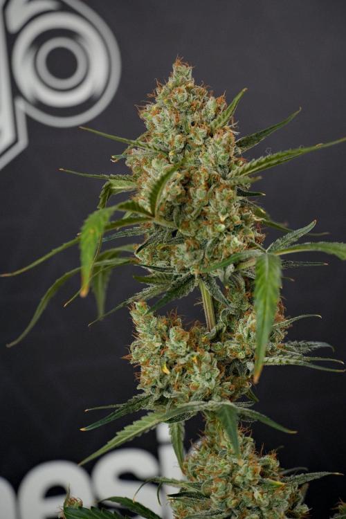 Pink Rosay Auto By Zamnesia Pheno A. Week 13 - Pink Rosay Auto Pheno A