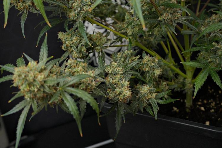 Pink Rosay Auto By Zamnesia Pheno A. Week 13 - Pink Rosay Auto Pheno A