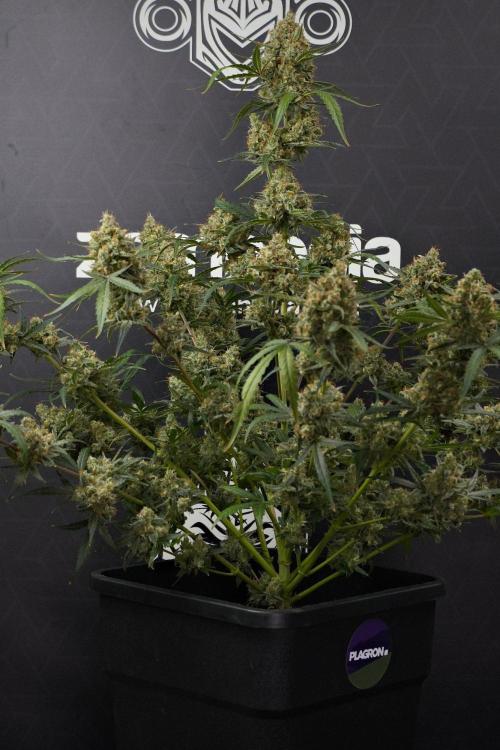 Pink Rosay Auto By Zamnesia Pheno A. Week 13 - Pink Rosay Auto Pheno A