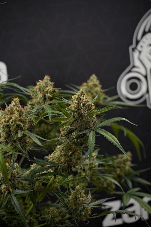Pink Rosay Auto By Zamnesia Pheno A. Week 13 - Pink Rosay Auto Pheno A