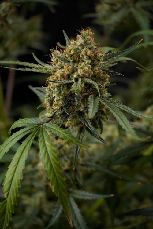Pink Rosay Auto By Zamnesia Pheno A. Week 13 - Pink Rosay Auto Pheno A