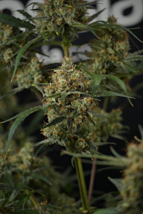 Pink Rosay Auto By Zamnesia Pheno A. Week 13 - Pink Rosay Auto Pheno A