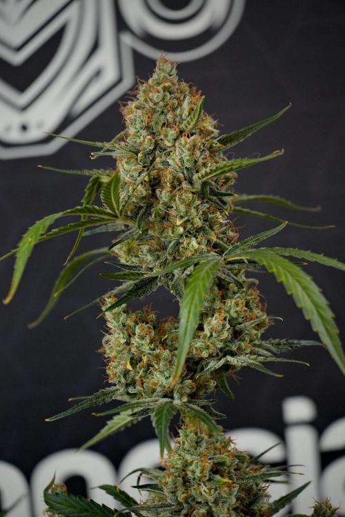 Pink Rosay Auto By Zamnesia Pheno A. Week 13 - Pink Rosay Auto Pheno A