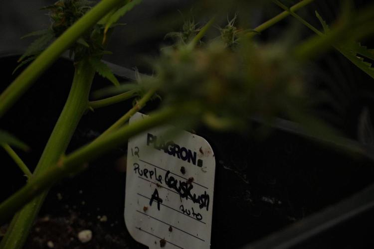 Purple CousKush Auto By Zamnesia Pheno A. Week 13 - Purple CousKush Auto  Pheno A 