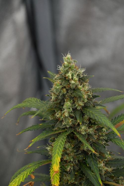 Purple CousKush Auto By Zamnesia Pheno A. Week 13 - Purple CousKush Auto  Pheno A 