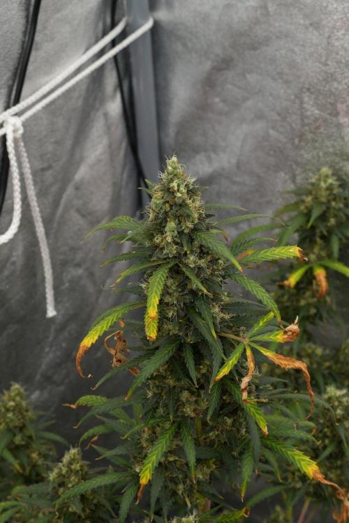 Purple CousKush Auto By Zamnesia Pheno A. Week 13 - Purple CousKush Auto  Pheno A 