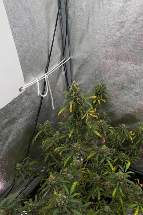 Purple CousKush Auto By Zamnesia Pheno A. Week 13 - Purple CousKush Auto  Pheno A 