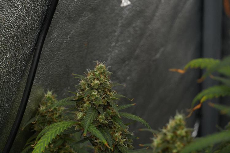Purple CousKush Auto By Zamnesia Pheno A. Week 13 - Purple CousKush Auto  Pheno A 