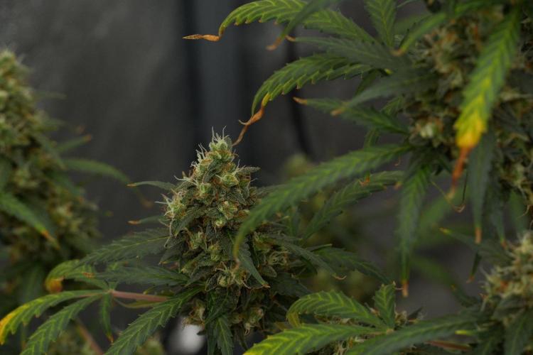 Purple CousKush Auto By Zamnesia Pheno A. Week 13 - Purple CousKush Auto  Pheno A 