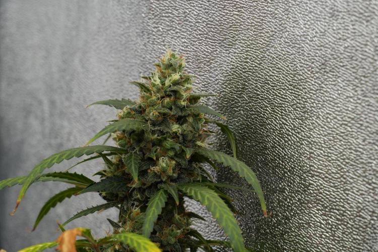 Purple CousKush Auto By Zamnesia Pheno A. Week 13 - Purple CousKush Auto  Pheno A 