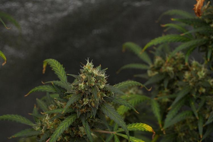 Purple CousKush Auto By Zamnesia Pheno A. Week 13 - Purple CousKush Auto  Pheno A 