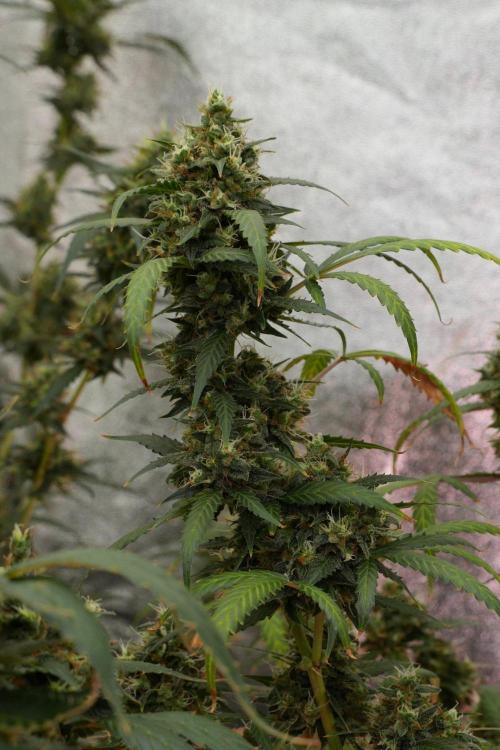 Purple CousKush Auto By Zamnesia Pheno A. Week 13 - Purple CousKush Auto  Pheno A 