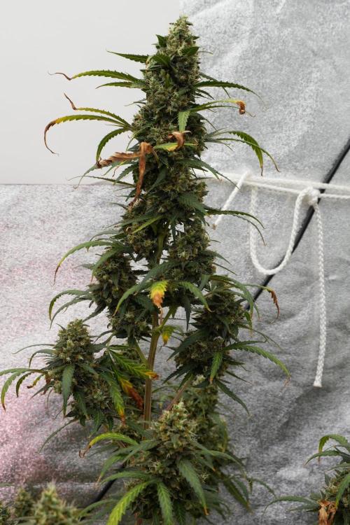 Purple CousKush Auto By Zamnesia Pheno A. Week 13 - Purple CousKush Auto  Pheno A 
