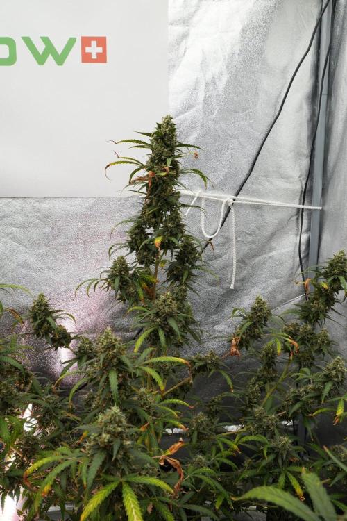 Purple CousKush Auto By Zamnesia Pheno A. Week 13 - Purple CousKush Auto  Pheno A 