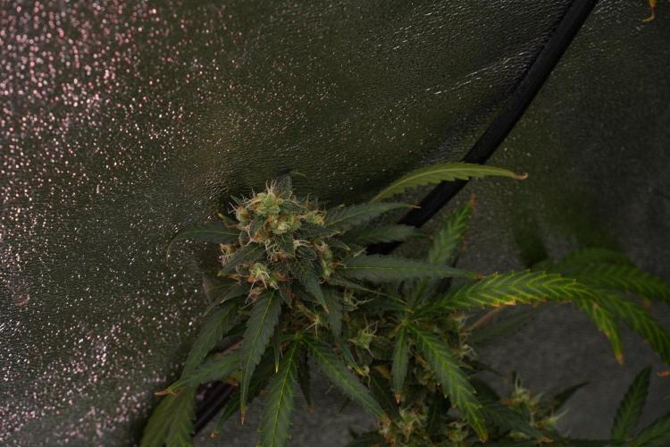 Purple CousKush Auto By Zamnesia Pheno A. Week 13 - Purple CousKush Auto  Pheno A 