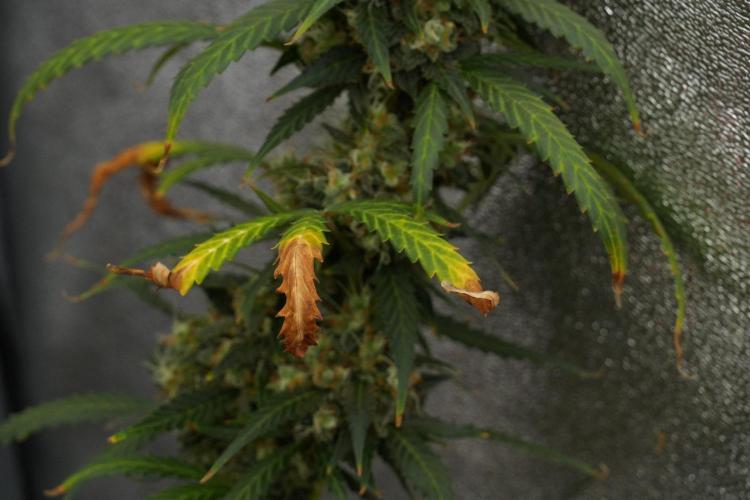 Purple CousKush Auto By Zamnesia Pheno A. Week 13 - Purple CousKush Auto  Pheno A 