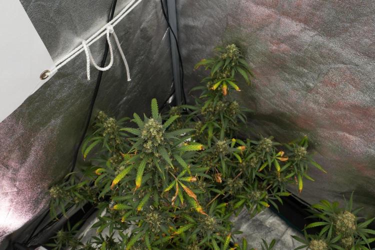 Purple CousKush Auto By Zamnesia Pheno A. Week 13 - Purple CousKush Auto  Pheno A 