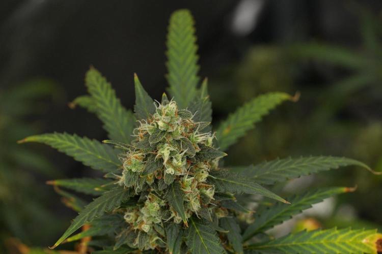Purple CousKush Auto By Zamnesia Pheno A. Week 13 - Purple CousKush Auto  Pheno A 