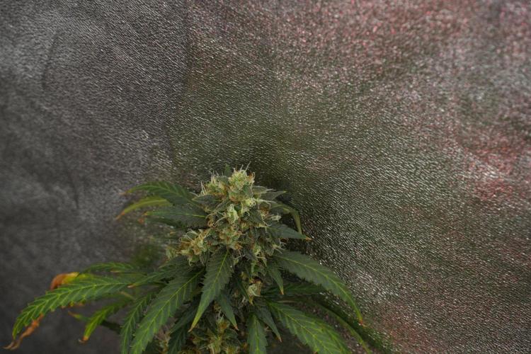 Purple CousKush Auto By Zamnesia Pheno A. Week 13 - Purple CousKush Auto  Pheno A 