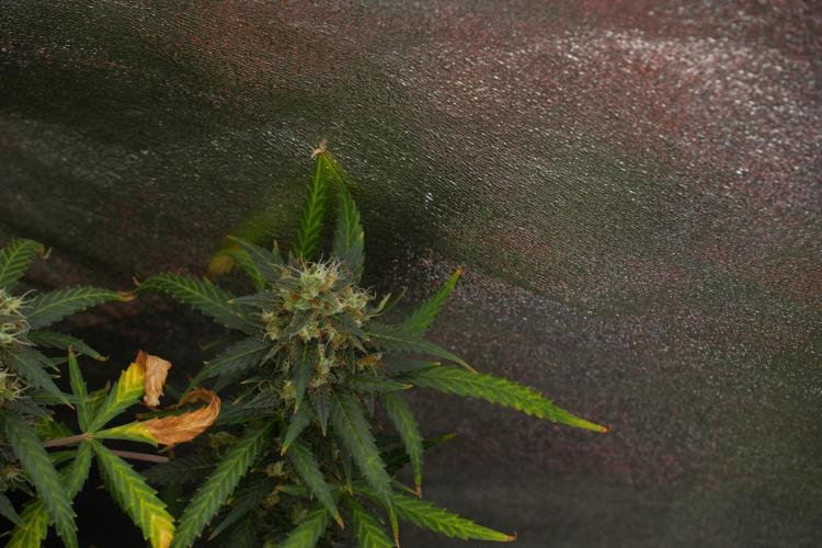Purple CousKush Auto By Zamnesia Pheno A. Week 13 - Purple CousKush Auto  Pheno A 