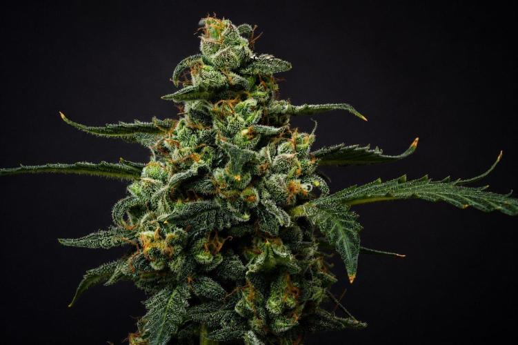 Purple CousKush Auto By Zamnesia Pheno A. Week 13 - Purple CousKush Auto  Pheno A 
