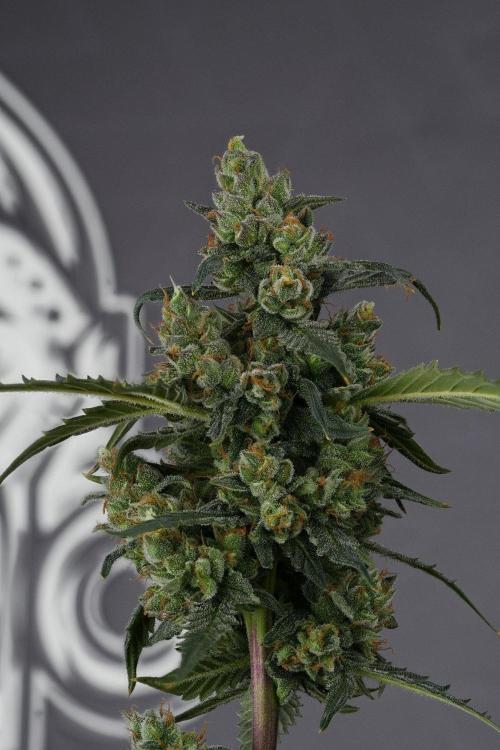 Purple CousKush Auto By Zamnesia Pheno A. Week 13 - 97 merged stacks