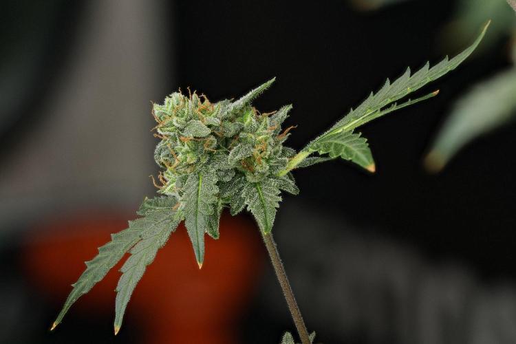 Purple CousKush Auto By Zamnesia Pheno A. Week 13 - 108 merged stacks