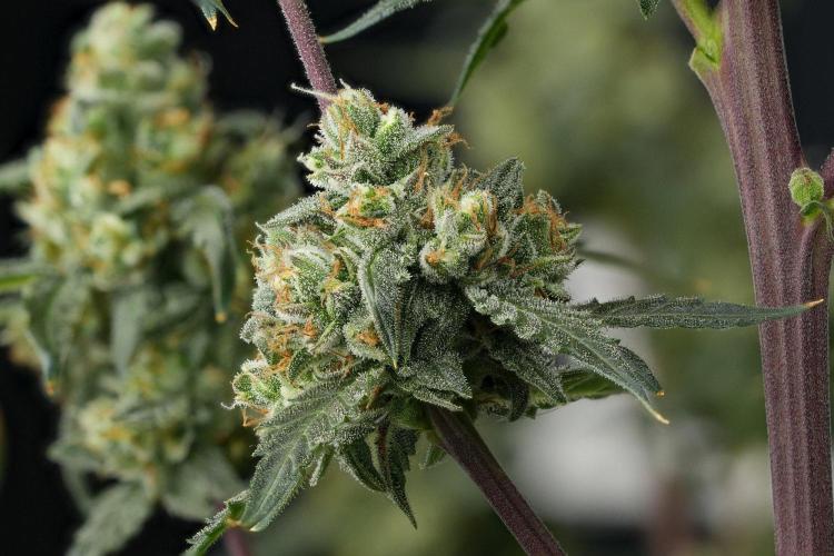 Purple CousKush Auto By Zamnesia Pheno A. Week 13 - 136 merged stacks