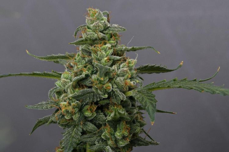 Purple CousKush Auto By Zamnesia Pheno A. Week 13 - 159 merged stacks