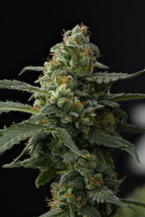 Purple CousKush Auto By Zamnesia Pheno A. Week 13 - 181 merged stacks