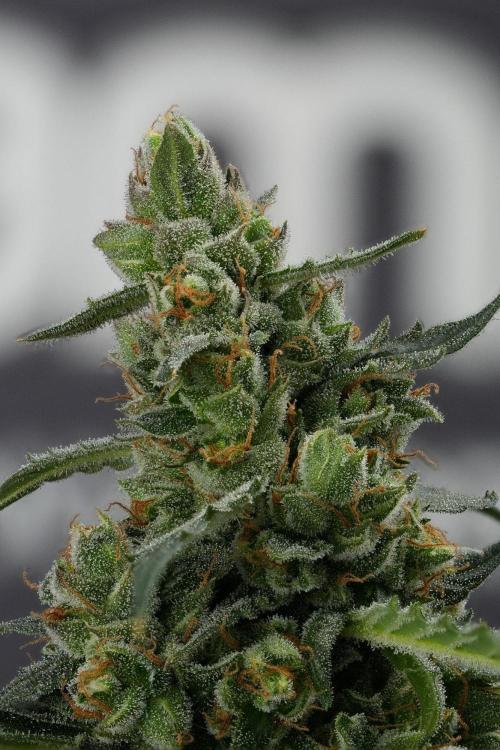 Purple CousKush Auto By Zamnesia Pheno A. Week 13 - 183 merged stacks