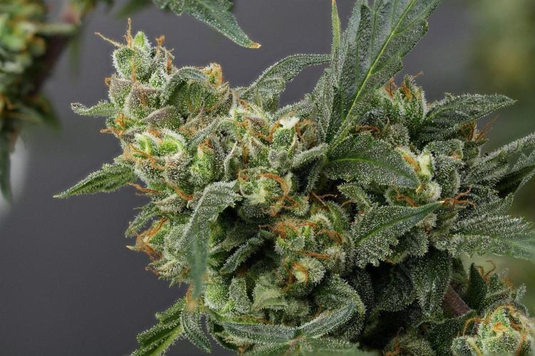 Purple CousKush Auto By Zamnesia Pheno A. Week 13 - 199 merged stacks