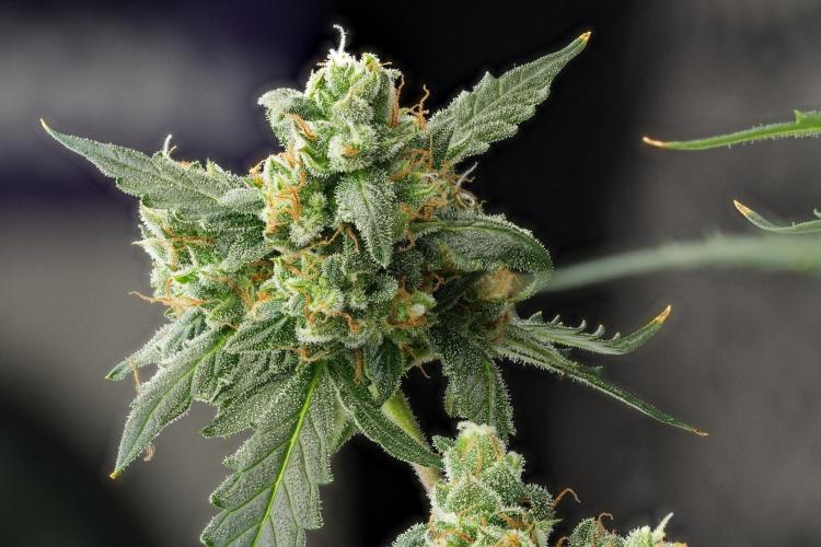 Purple CousKush Auto By Zamnesia Pheno A. Week 13 - 216 merged stacks