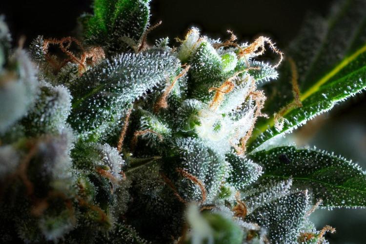 Purple CousKush Auto By Zamnesia Pheno A. Week 13 - 228 merged stacks