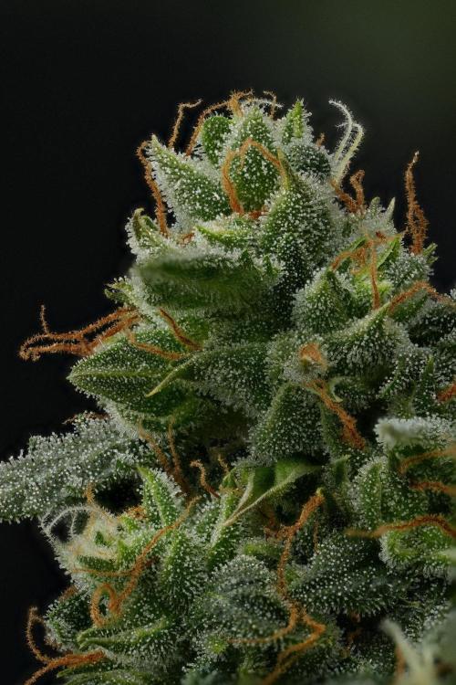 Purple CousKush Auto By Zamnesia Pheno A. Week 13 - 233 merged stacks