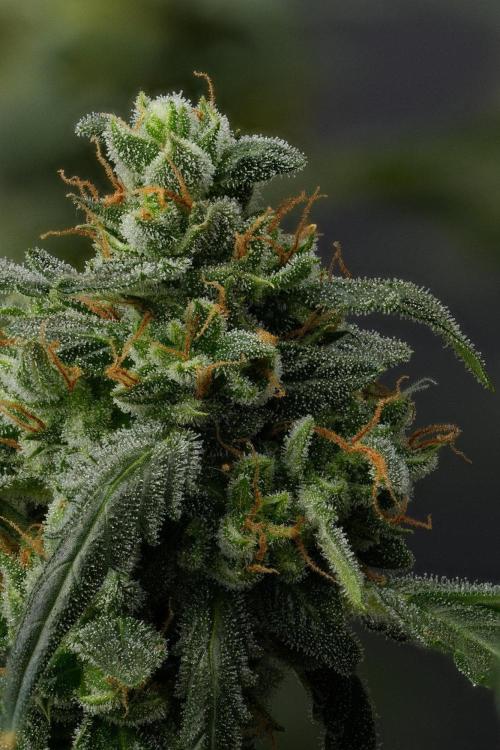 Purple CousKush Auto By Zamnesia Pheno A. Week 13 - 256 merged stacks