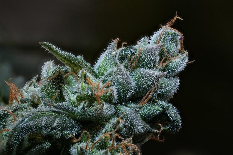 Purple CousKush Auto By Zamnesia Pheno A. Week 13 - 263 merged stacks