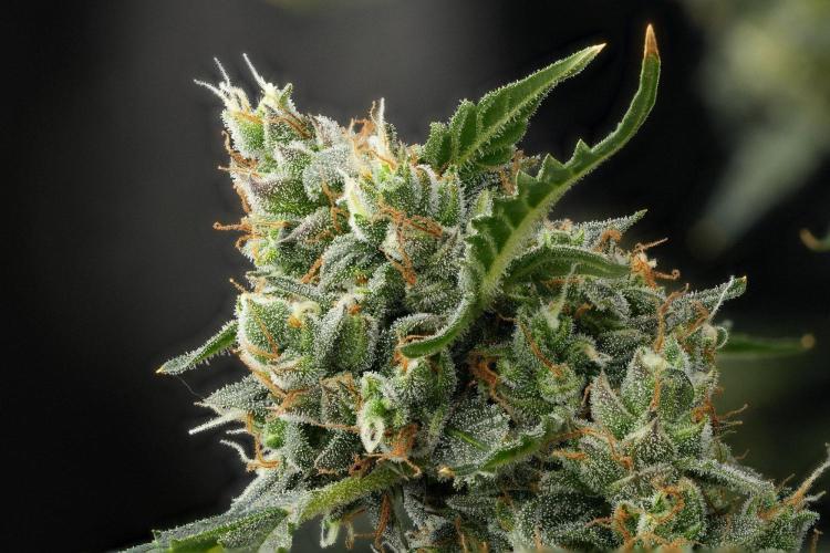 Purple CousKush Auto By Zamnesia Pheno A. Week 13 - 275 merged stacks
